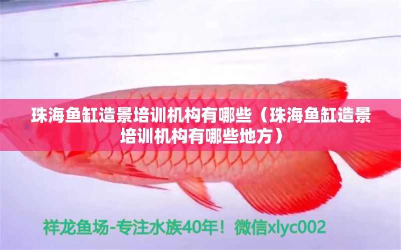 珠海魚缸造景培訓機構(gòu)有哪些（珠海魚缸造景培訓機構(gòu)有哪些地方）