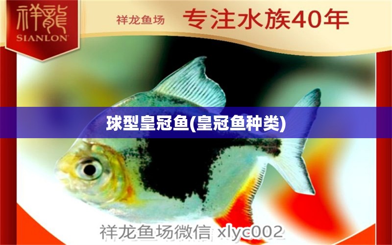 球型皇冠魚(皇冠魚種類) 電鰻