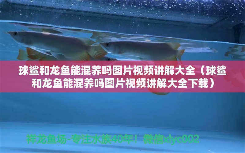 球鯊和龍魚能混養(yǎng)嗎圖片視頻講解大全（球鯊和龍魚能混養(yǎng)嗎圖片視頻講解大全下載）