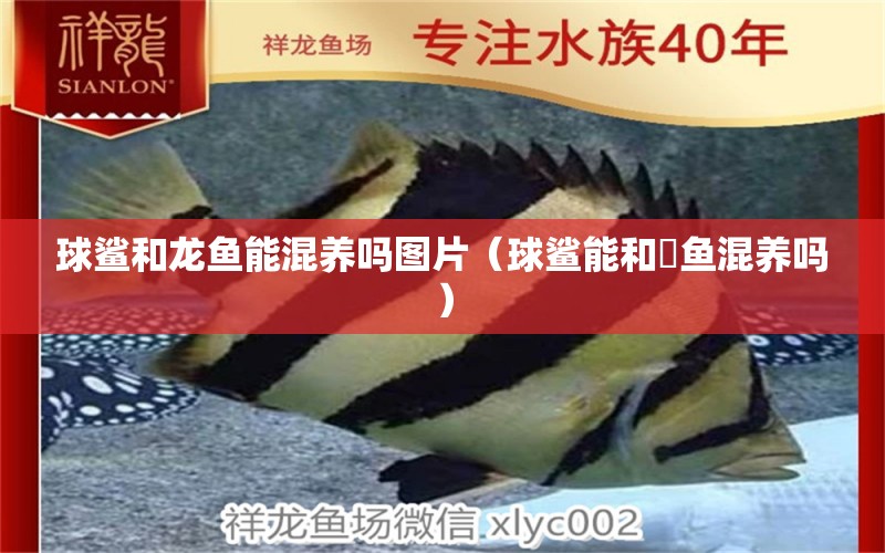 球鯊和龍魚能混養(yǎng)嗎圖片（球鯊能和魟魚混養(yǎng)嗎）