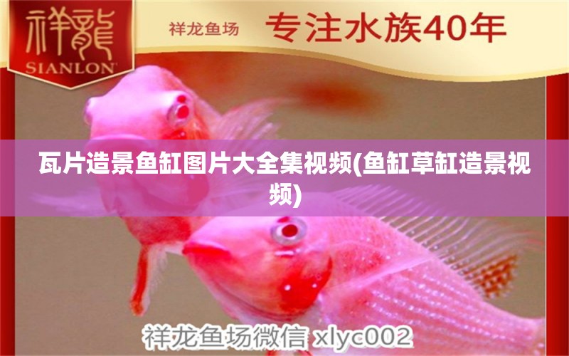 瓦片造景魚缸圖片大全集視頻(魚缸草缸造景視頻) 大白鯊魚苗 第1張