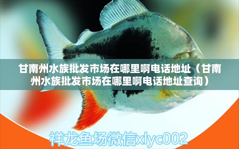 甘南州水族批發(fā)市場(chǎng)在哪里啊電話地址（甘南州水族批發(fā)市場(chǎng)在哪里啊電話地址查詢(xún)） 觀賞魚(yú)水族批發(fā)市場(chǎng)