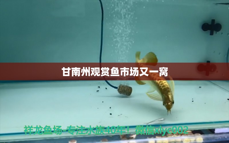 甘南州觀賞魚(yú)市場(chǎng)又一窩 觀賞魚(yú)市場(chǎng)（混養(yǎng)魚(yú)） 第2張