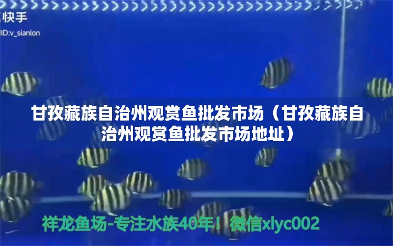 甘孜藏族自治州觀賞魚批發(fā)市場（甘孜藏族自治州觀賞魚批發(fā)市場地址）