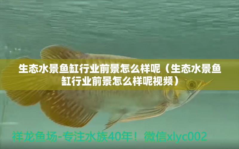 生態(tài)水景魚缸行業(yè)前景怎么樣呢（生態(tài)水景魚缸行業(yè)前景怎么樣呢視頻） 祥龍水族醫(yī)院