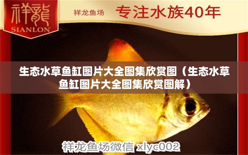 生態(tài)水草魚缸圖片大全圖集欣賞圖（生態(tài)水草魚缸圖片大全圖集欣賞圖解） 水草