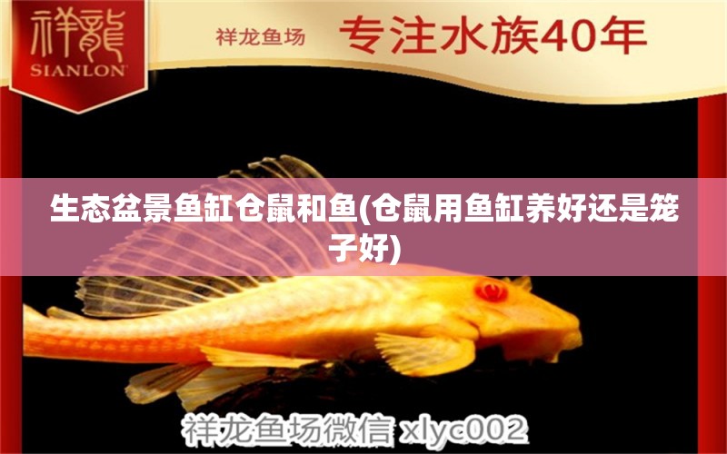 生態(tài)盆景魚缸倉鼠和魚(倉鼠用魚缸養(yǎng)好還是籠子好)