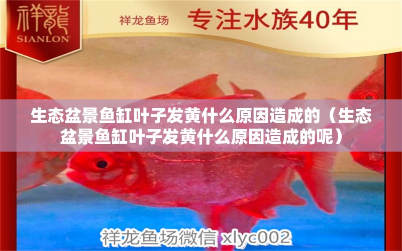 生態(tài)盆景魚缸葉子發(fā)黃什么原因造成的（生態(tài)盆景魚缸葉子發(fā)黃什么原因造成的呢）