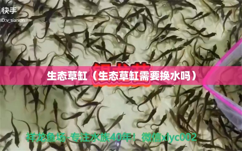 生態(tài)草缸（生態(tài)草缸需要換水嗎） 財神鸚鵡魚