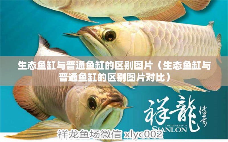 生態(tài)魚缸與普通魚缸的區(qū)別圖片（生態(tài)魚缸與普通魚缸的區(qū)別圖片對比）