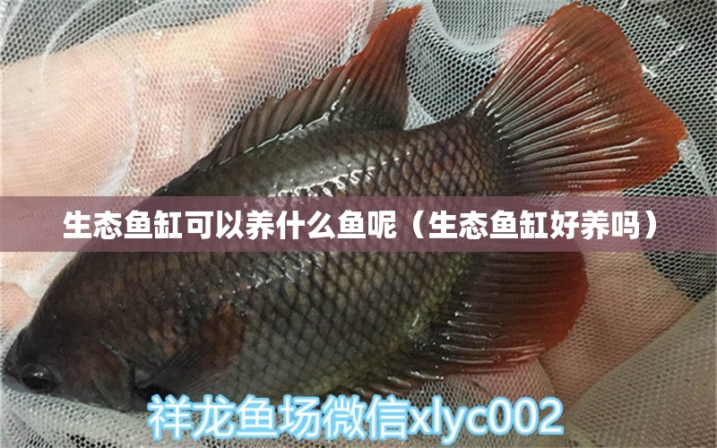 生態(tài)魚缸可以養(yǎng)什么魚呢（生態(tài)魚缸好養(yǎng)嗎） 廣州觀賞魚批發(fā)市場