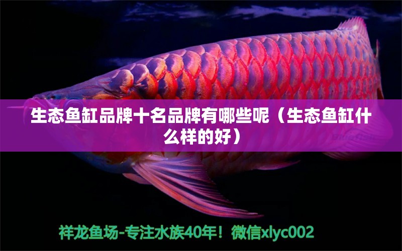 生態(tài)魚缸品牌十名品牌有哪些呢（生態(tài)魚缸什么樣的好） 熊貓異形魚L46