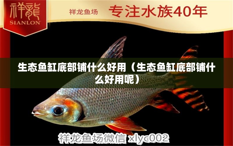 生態(tài)魚缸底部鋪什么好用（生態(tài)魚缸底部鋪什么好用呢）