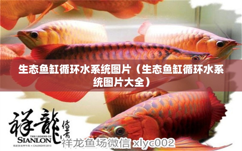 生態(tài)魚缸循環(huán)水系統(tǒng)圖片（生態(tài)魚缸循環(huán)水系統(tǒng)圖片大全）