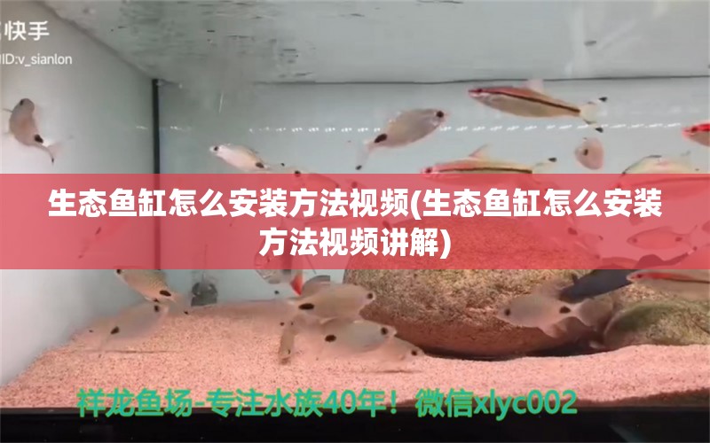 生態(tài)魚缸怎么安裝方法視頻(生態(tài)魚缸怎么安裝方法視頻講解) 銀河星鉆魚