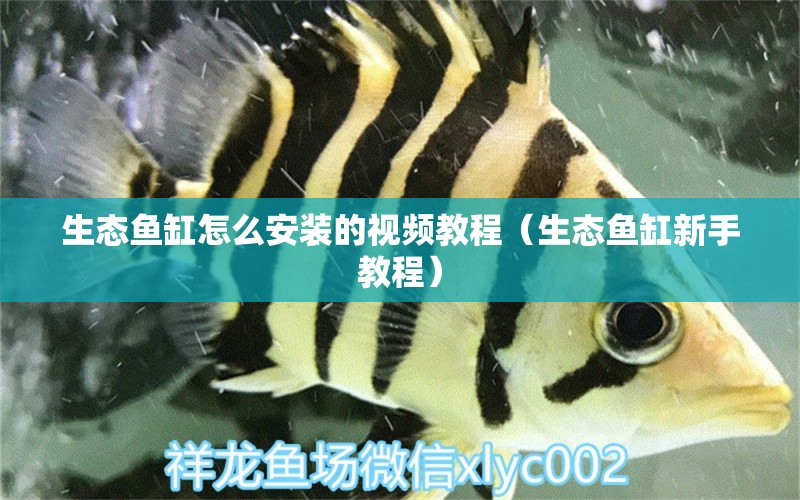 生態(tài)魚缸怎么安裝的視頻教程（生態(tài)魚缸新手教程） 觀賞魚批發(fā)