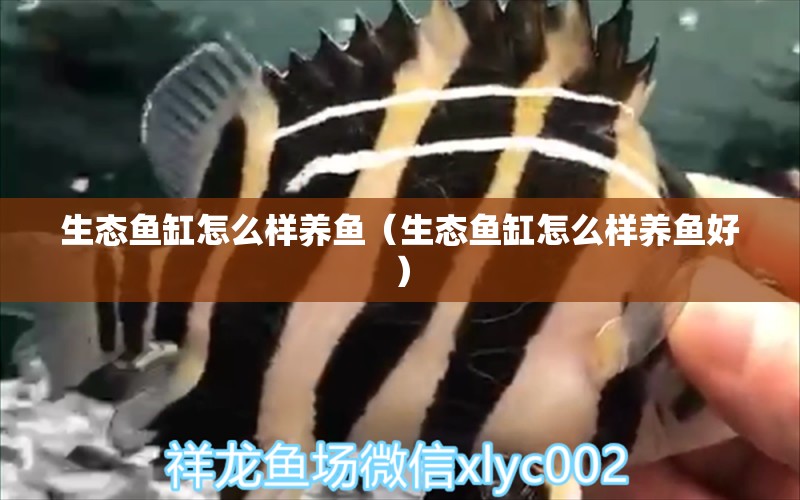 生態(tài)魚缸怎么樣養(yǎng)魚（生態(tài)魚缸怎么樣養(yǎng)魚好）