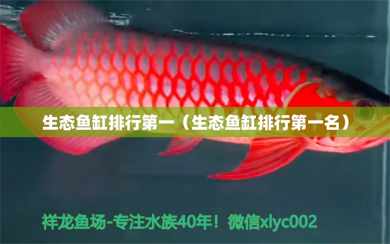 生態(tài)魚缸排行第一（生態(tài)魚缸排行第一名） 非洲象鼻魚