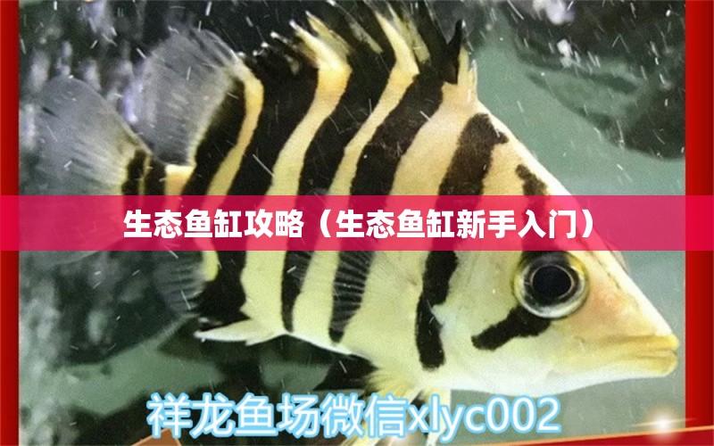 生態(tài)魚缸攻略（生態(tài)魚缸新手入門） 祥龍水族醫(yī)院