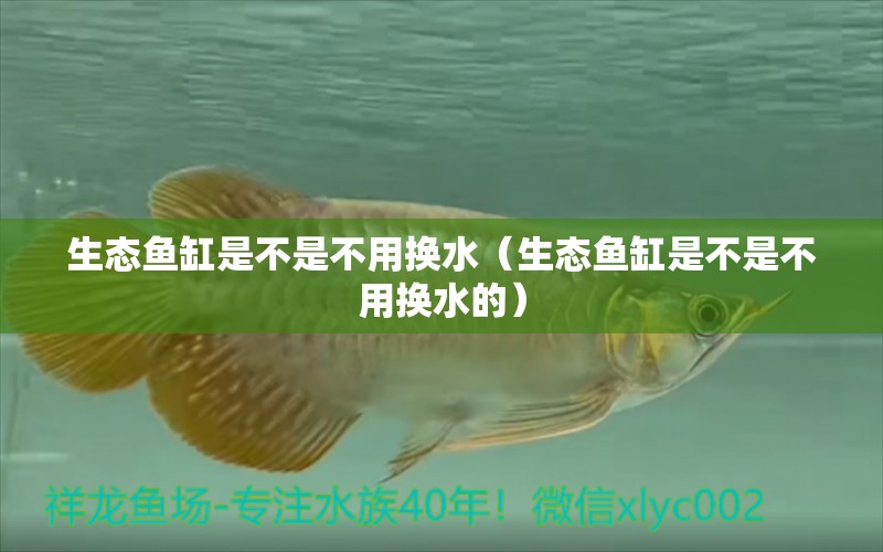 生態(tài)魚缸是不是不用換水（生態(tài)魚缸是不是不用換水的）