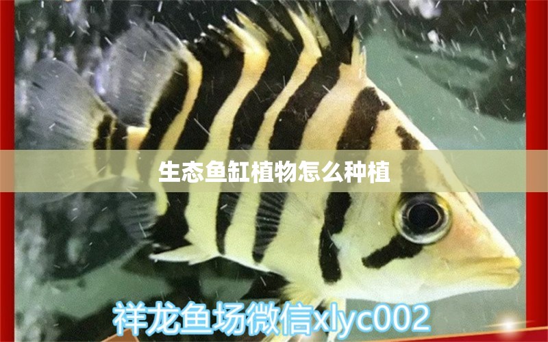 生態(tài)魚缸植物怎么種植 祥龍魚場(chǎng)