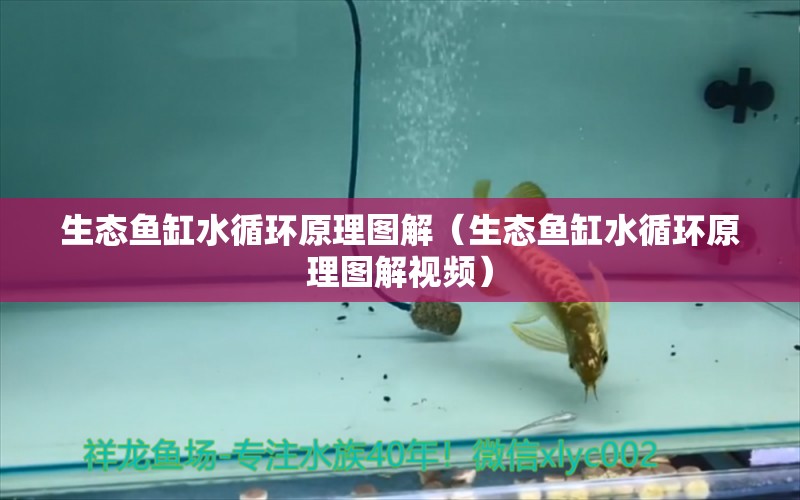 生態(tài)魚(yú)缸水循環(huán)原理圖解（生態(tài)魚(yú)缸水循環(huán)原理圖解視頻）