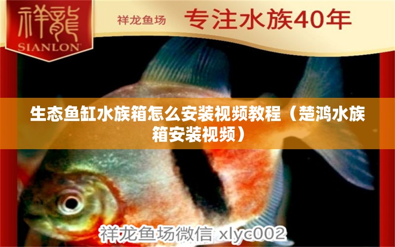 生態(tài)魚缸水族箱怎么安裝視頻教程（楚鴻水族箱安裝視頻）