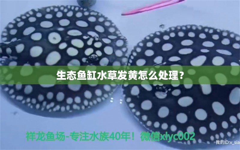 生態(tài)魚缸水草發(fā)黃怎么處理？ 水草