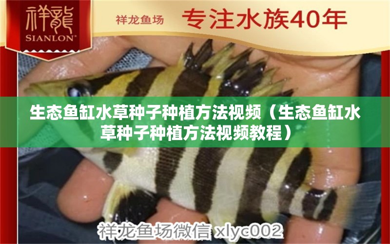 生態(tài)魚缸水草種子種植方法視頻（生態(tài)魚缸水草種子種植方法視頻教程） 水草