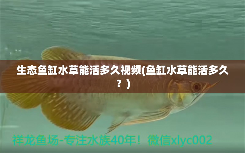 生態(tài)魚缸水草能活多久視頻(魚缸水草能活多久？)