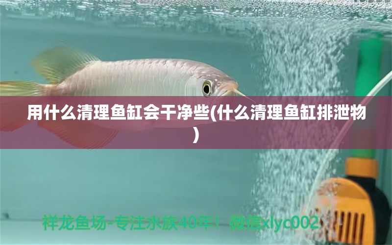 用什么清理魚缸會干凈些(什么清理魚缸排泄物) 白子關(guān)刀魚