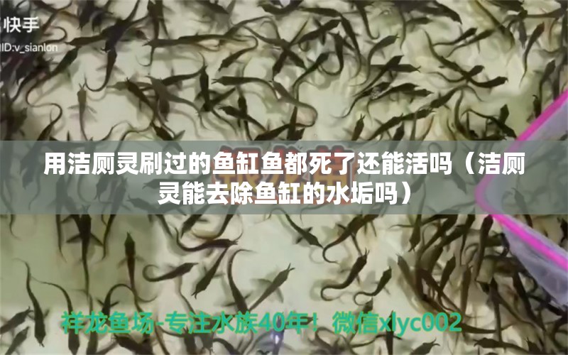 用潔廁靈刷過(guò)的魚(yú)缸魚(yú)都死了還能活嗎（潔廁靈能去除魚(yú)缸的水垢嗎） 檸檬鯽