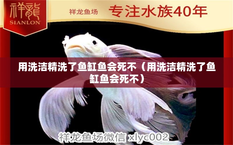 用洗潔精洗了魚(yú)缸魚(yú)會(huì)死不（用洗潔精洗了魚(yú)缸魚(yú)會(huì)死不）