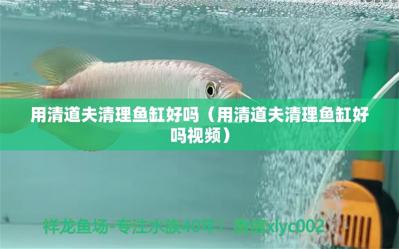 用清道夫清理魚缸好嗎（用清道夫清理魚缸好嗎視頻） 觀賞魚市場(chǎng)（混養(yǎng)魚）