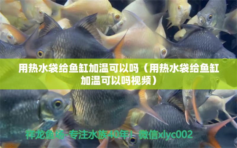 用熱水袋給魚缸加溫可以嗎（用熱水袋給魚缸加溫可以嗎視頻）