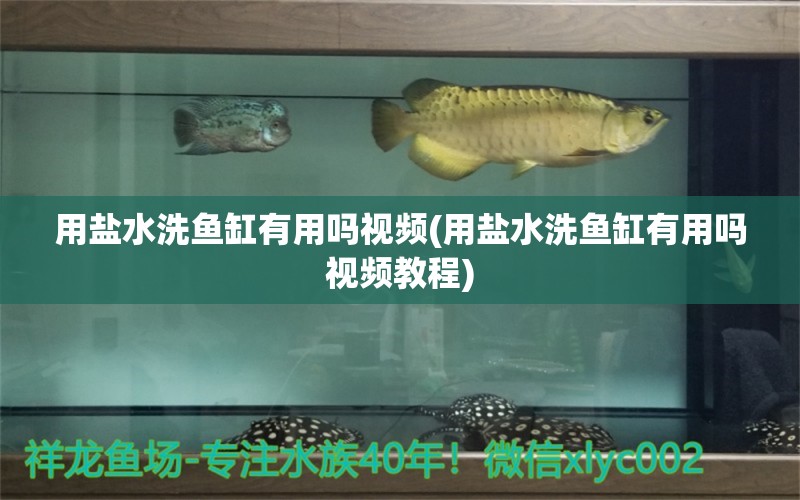 用鹽水洗魚缸有用嗎視頻(用鹽水洗魚缸有用嗎視頻教程) 虎紋銀版魚 第1張