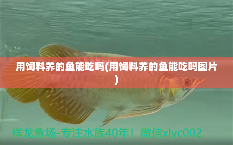 用飼料養(yǎng)的魚能吃嗎(用飼料養(yǎng)的魚能吃嗎圖片) 哥倫比亞巨暴魚苗