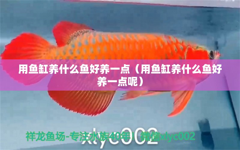 用魚(yú)缸養(yǎng)什么魚(yú)好養(yǎng)一點(diǎn)（用魚(yú)缸養(yǎng)什么魚(yú)好養(yǎng)一點(diǎn)呢） 祥龍水族醫(yī)院