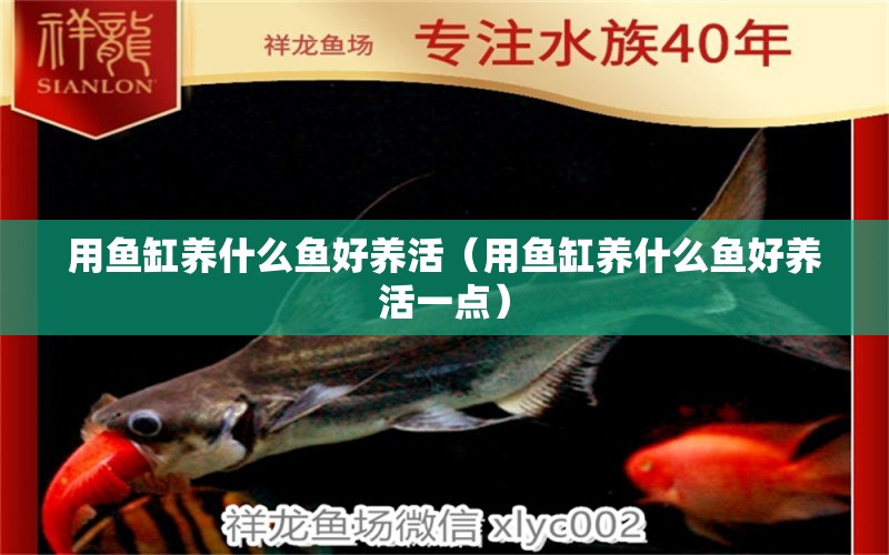 用魚缸養(yǎng)什么魚好養(yǎng)活（用魚缸養(yǎng)什么魚好養(yǎng)活一點(diǎn)）