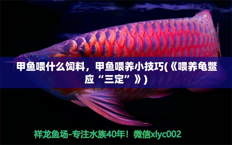 甲魚喂什么飼料，甲魚喂養(yǎng)小技巧(《喂養(yǎng)龜鱉應(yīng)“三定”》)