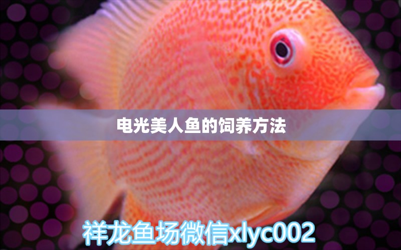 電光美人魚的飼養(yǎng)方法