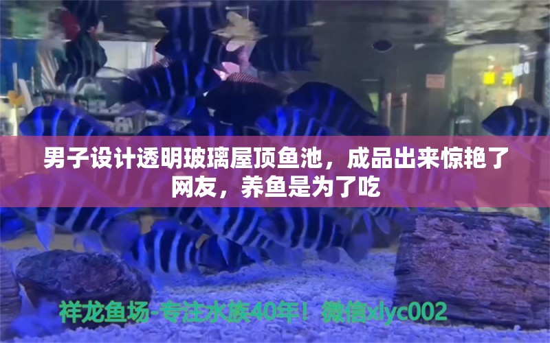 男子設(shè)計透明玻璃屋頂魚池，成品出來驚艷了網(wǎng)友，養(yǎng)魚是為了吃 養(yǎng)魚知識