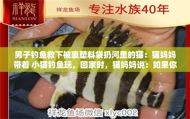 男子釣魚(yú)救下被裹塑料袋扔河里的貓：貓媽媽帶著 小貓釣魚(yú)玩，回家時(shí)，貓媽媽說(shuō)：如果你把你釣的魚(yú)給我一條，我的魚(yú)就是你的2倍，如果我給你1條