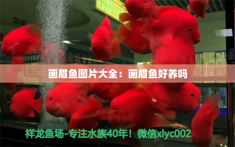 畫眉魚圖片大全：畫眉魚好養(yǎng)嗎