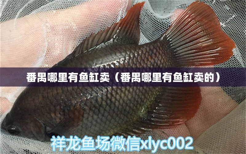 番禺哪里有魚(yú)缸賣（番禺哪里有魚(yú)缸賣的）