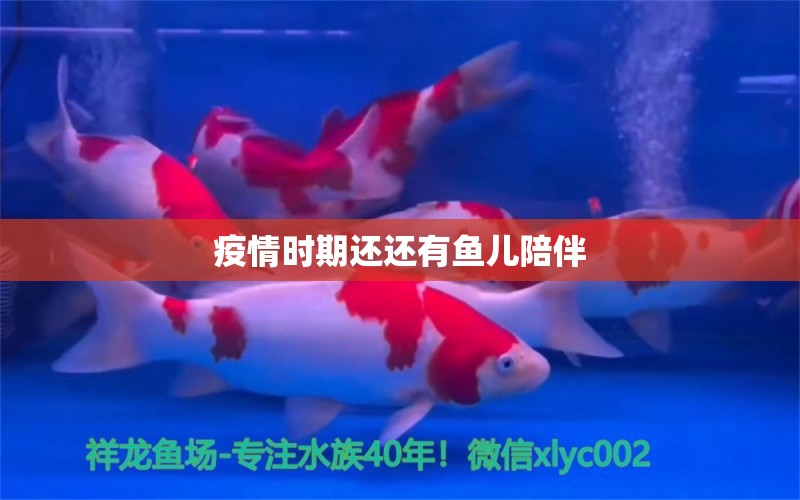 疫情時期還還有魚兒陪伴 馬拉莫寶石魚 第5張