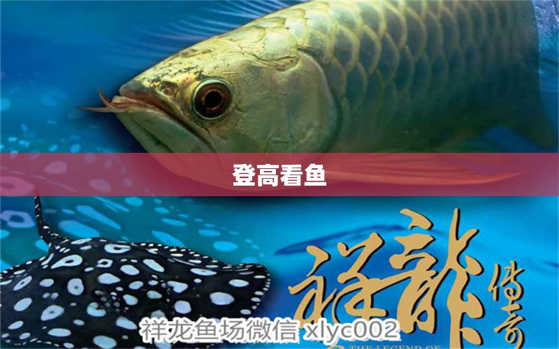 登高看魚 觀賞魚論壇 第3張