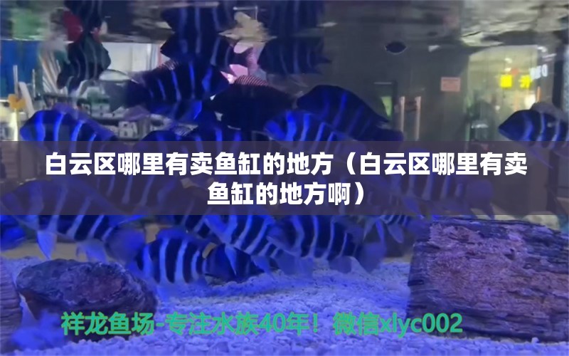 白云區(qū)哪里有賣魚缸的地方（白云區(qū)哪里有賣魚缸的地方?。? title=