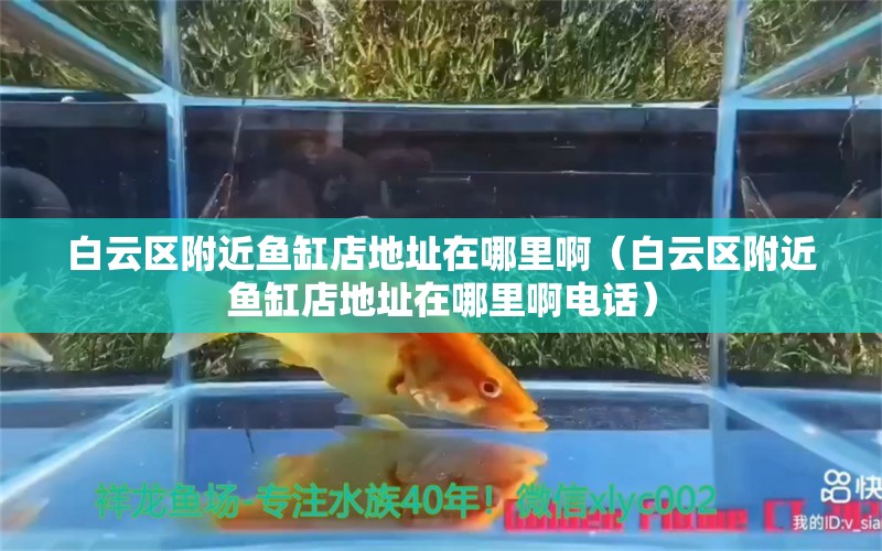 白云區(qū)附近魚缸店地址在哪里?。ò自茀^(qū)附近魚缸店地址在哪里啊電話）