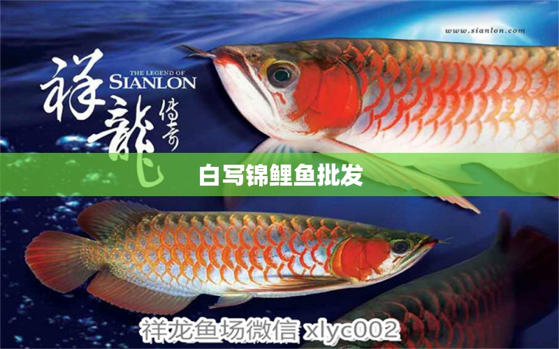 白寫錦鯉魚批發(fā) 白寫錦鯉魚